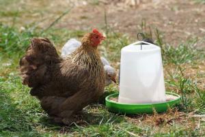 Visit the chickens in the farmyard